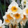 vicekvety bilo oranzovy narcis yazz 4
