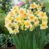 Narcis Yazz 5