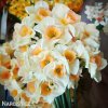 vicekvety bilo oranzovy narcis yazz 5
