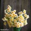 vicekvety bilo oranzovy narcis yazz 6