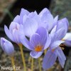 Krokus Pulchellus 2