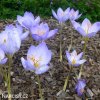 fialovy krokus pulchellus 4