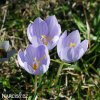 fialovy krokus pulchellus 5