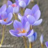 fialovy krokus pulchellus 3
