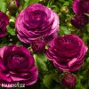 fialovy pryskyrnik ranunculus 2