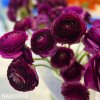 fialovy pryskyrnik ranunculus 3