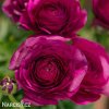 fialovy pryskyrnik ranunculus 4