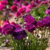 fialovy pryskyrnik ranunculus 5