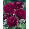 77358 pauline violet ranunculus 2