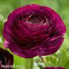fialovy pryskyrnik ranunculus 1