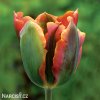 oranzovy tulipan artist viridiflora 2