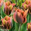 oranzovy tulipan artist viridiflora 3