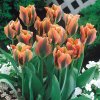 Tulip Artist 0003242 01149