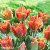 oranzovy tulipan artist viridiflora 4