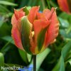oranzovy tulipan artist viridiflora 5