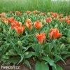 oranzovy tulipan artist viridiflora 6