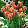oranzovy tulipan artist viridiflora 1