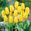 zluty tulipan candela 3