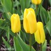 zluty tulipan candela 4