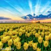 zluty tulipan candela 5