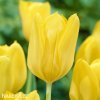 zluty tulipan candela 1