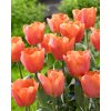 Tulip Jimmy 11 12cm 0003140 2 02869