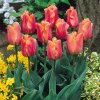 Tulip Jimmy 0003140 2 80242