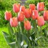 Tulip Jimmy 0003140 3 13808