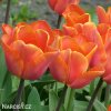 oranzovy tulipan jimmy 5