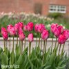 ruzovy tulipan lady van eijk 2