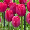 ruzovy tulipan lady van eijk 3
