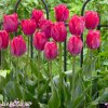 ruzovy tulipan lady van eijk 4