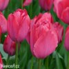 ruzovy tulipan lady van eijk 5