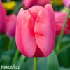 ruzovy tulipan lady van eijk 1