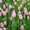 ruzovy tulipan light pink prince 2