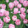 ruzovy tulipan light pink prince 3