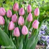 ruzovy tulipan light pink prince 4