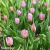 ruzovy tulipan light pink prince 5