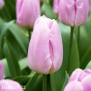 ruzovy tulipan light pink prince 1