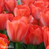 oranzovy tulipan orange van eijk 3