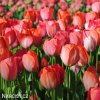 oranzovy tulipan orange van eijk 4