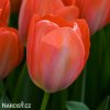 oranzovy tulipan orange van eijk 5