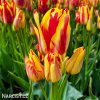 cervenozluty tulipan vicekvety wonder club 2