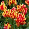 cervenozluty tulipan vicekvety wonder club 3