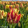 cervenozluty tulipan vicekvety wonder club 4