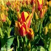 cervenozluty tulipan vicekvety wonder club 6