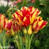 cervenozluty tulipan vicekvety wonder club 1