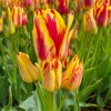 Tulipán Wonder Club 1