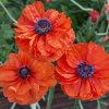 Papaver May Queen 02