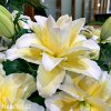 bilo zluta lilie orient roselily ludwina 3